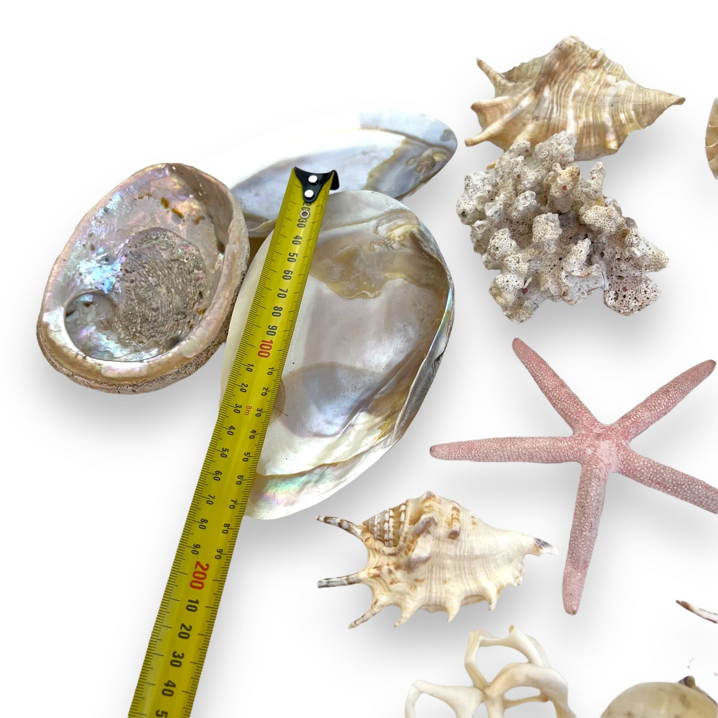 Seashell collection