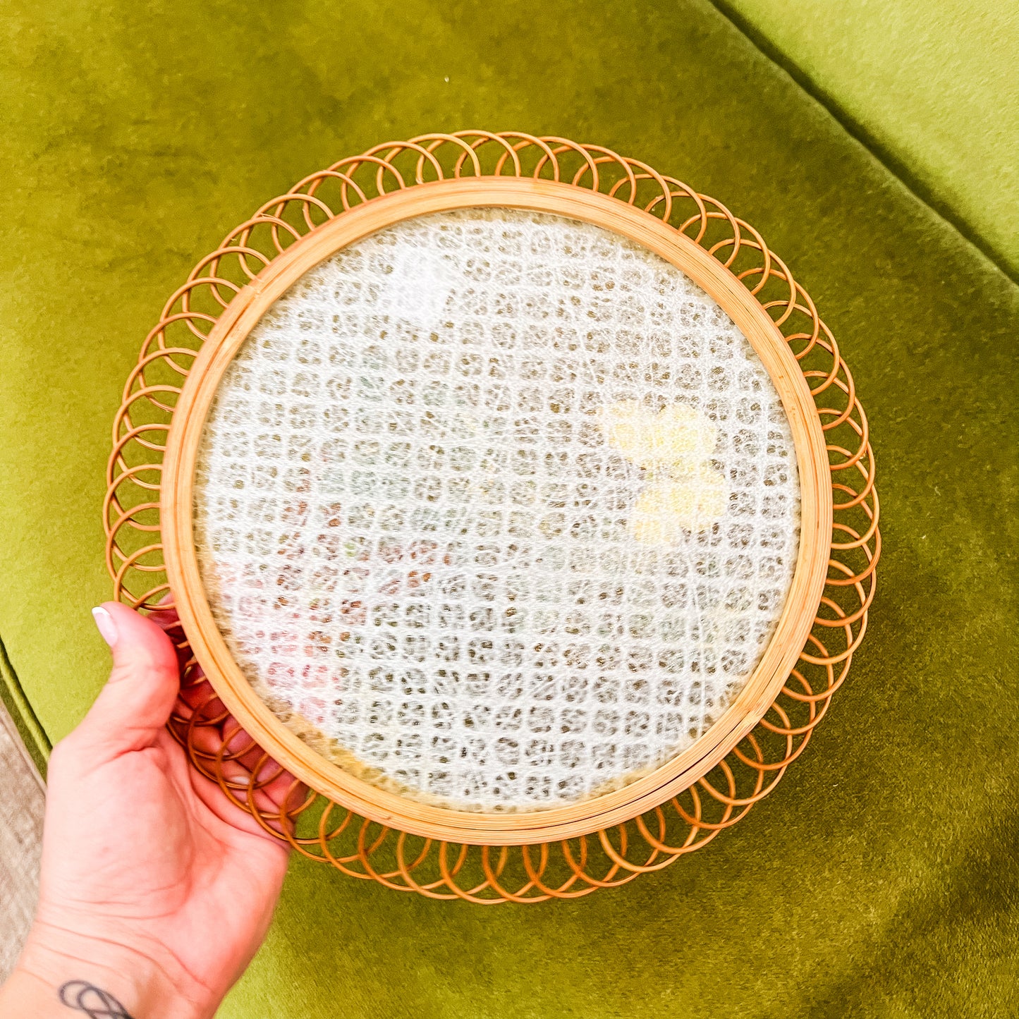 Butterfly Display Plate with Glass Front