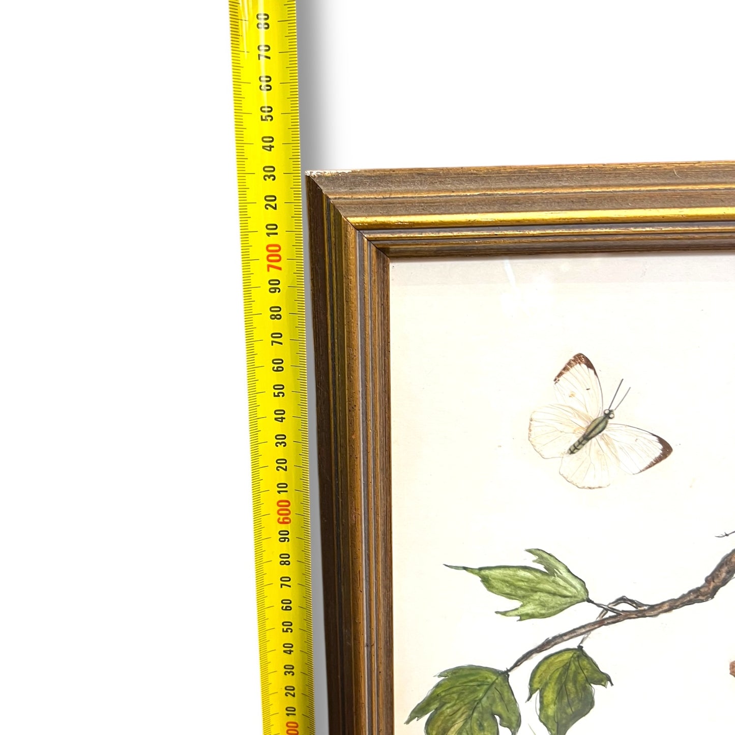 Large Framed Butterfly & Tree Artwork with Real Butterfly Wings — Signed M. Ginsberg, 1982