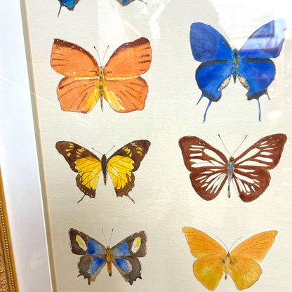 Framed Original Butterfly Watercolour Painting