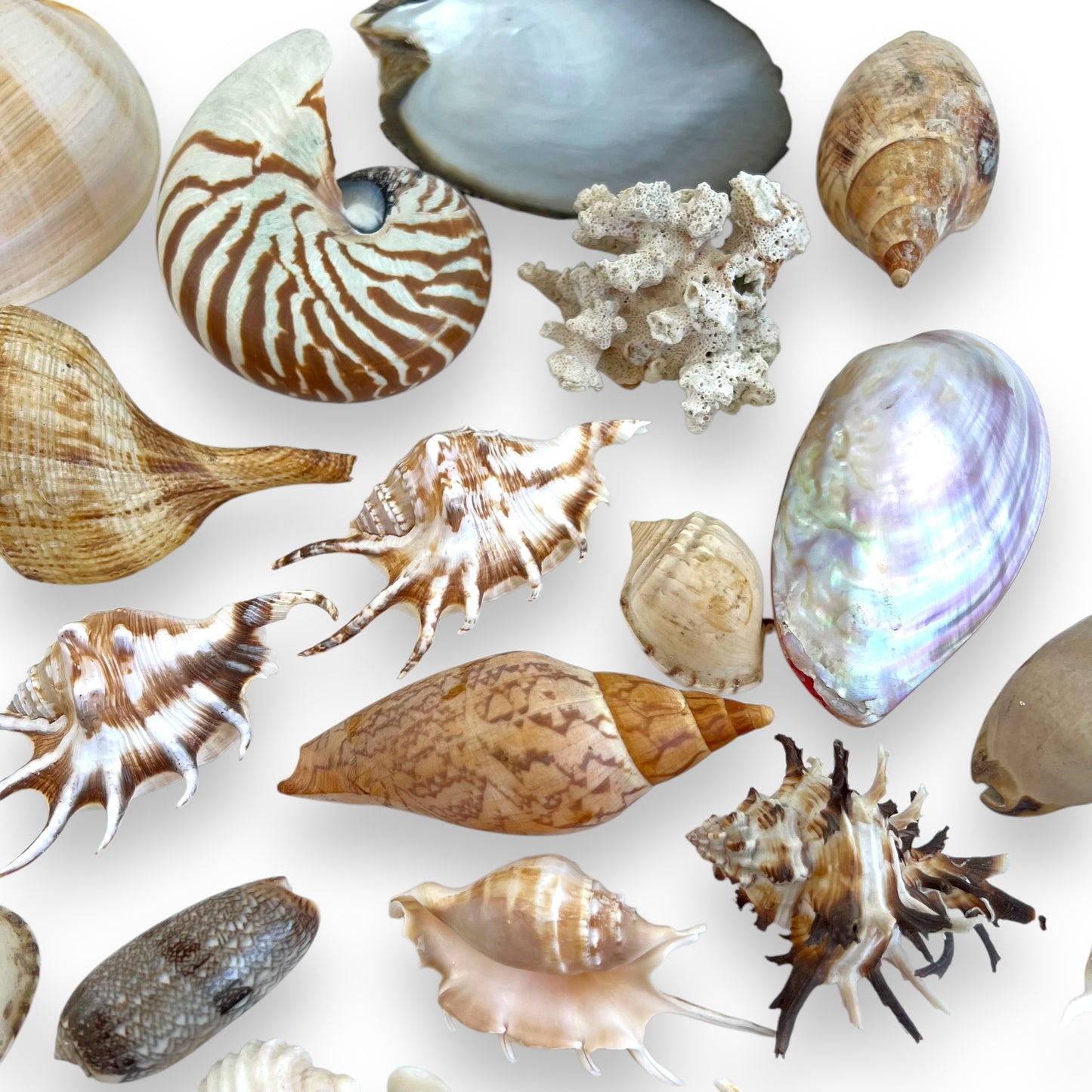 Seashell collection
