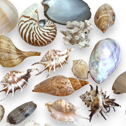 Seashell collection