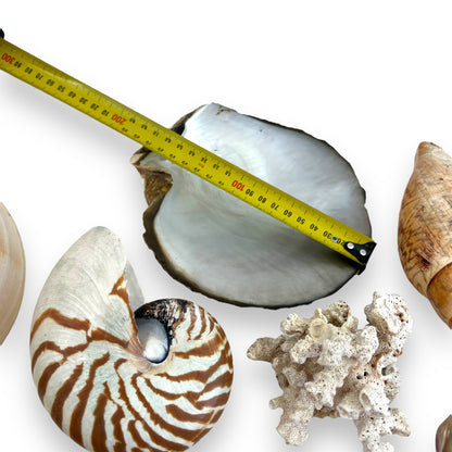Seashell collection
