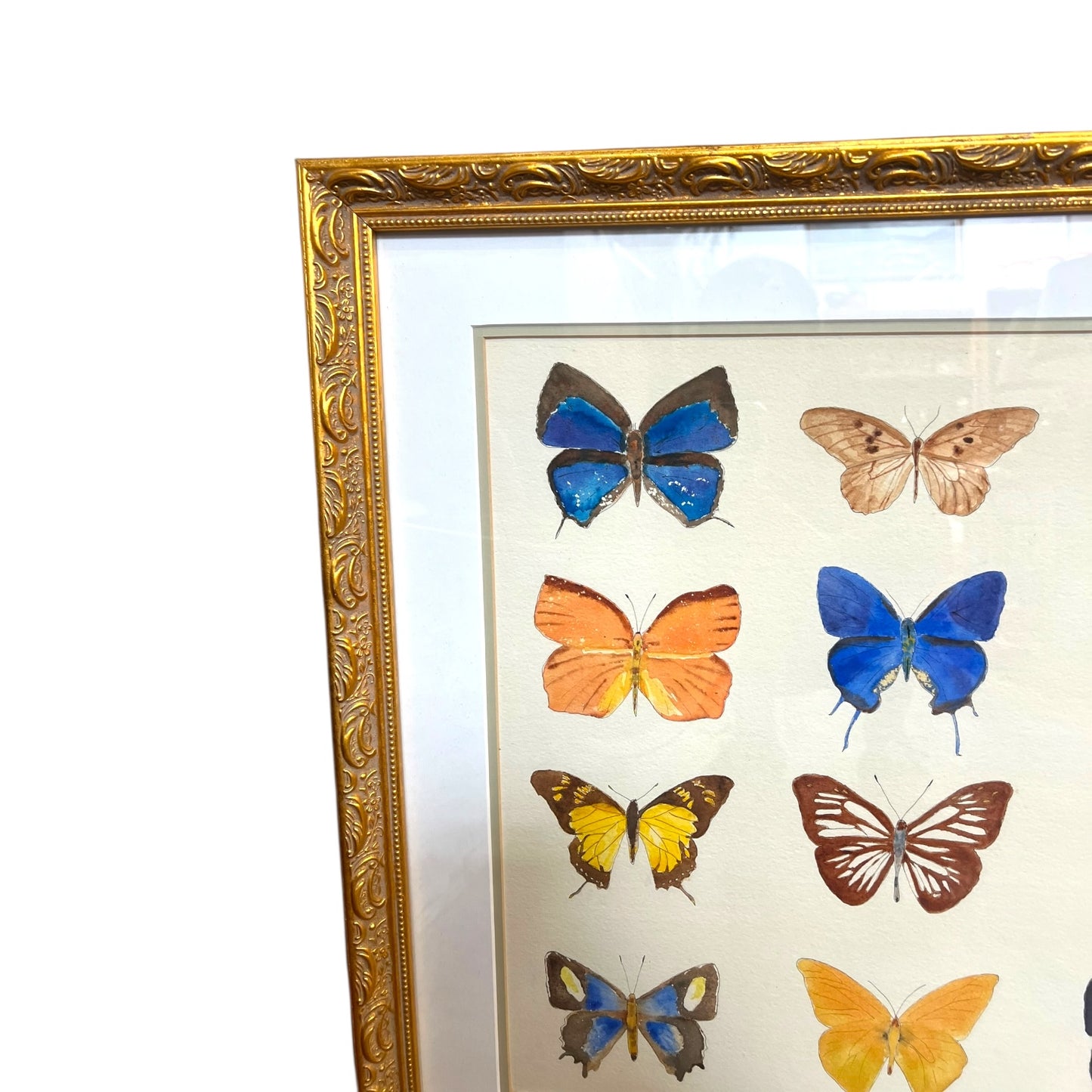 Framed Original Butterfly Watercolour Painting