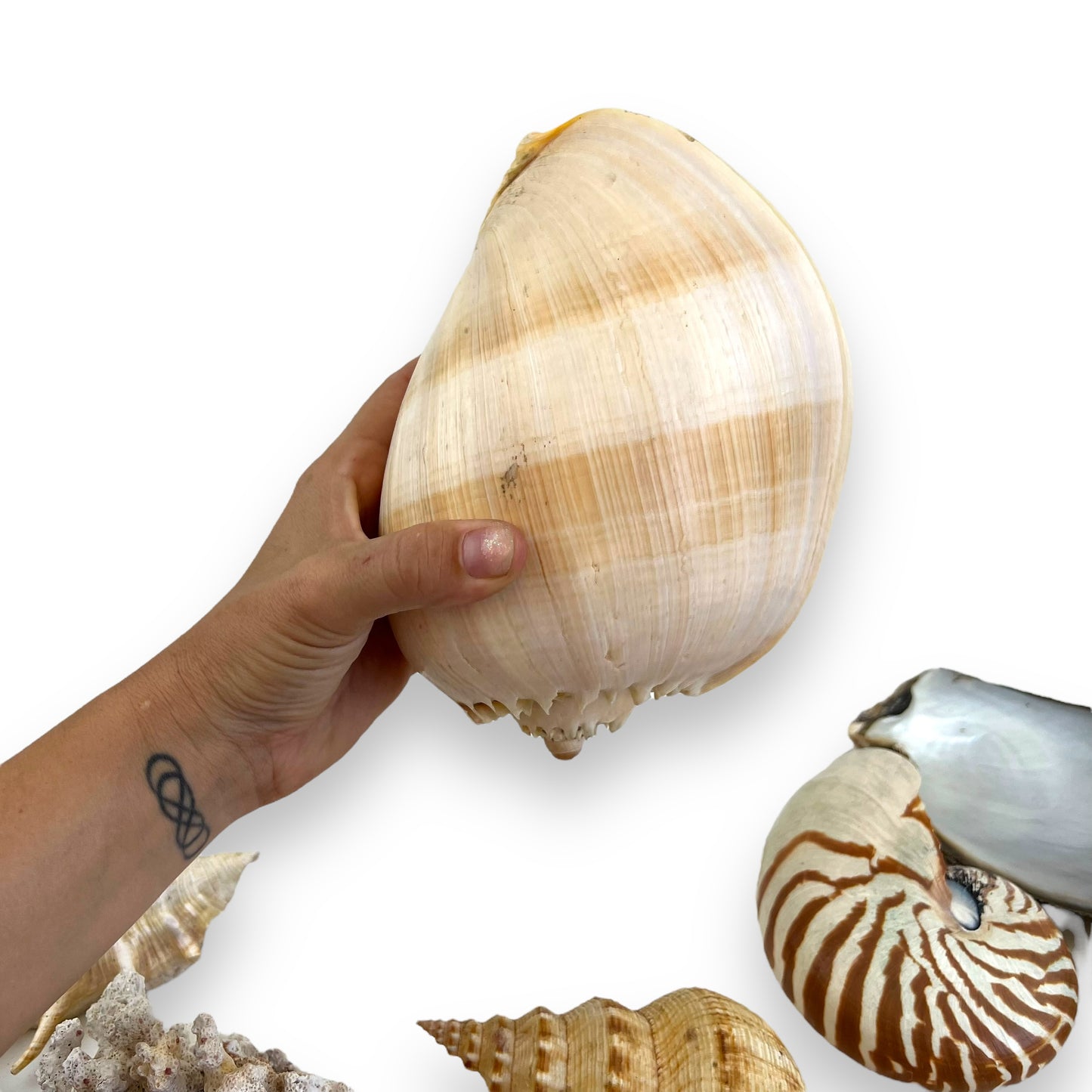Seashell collection