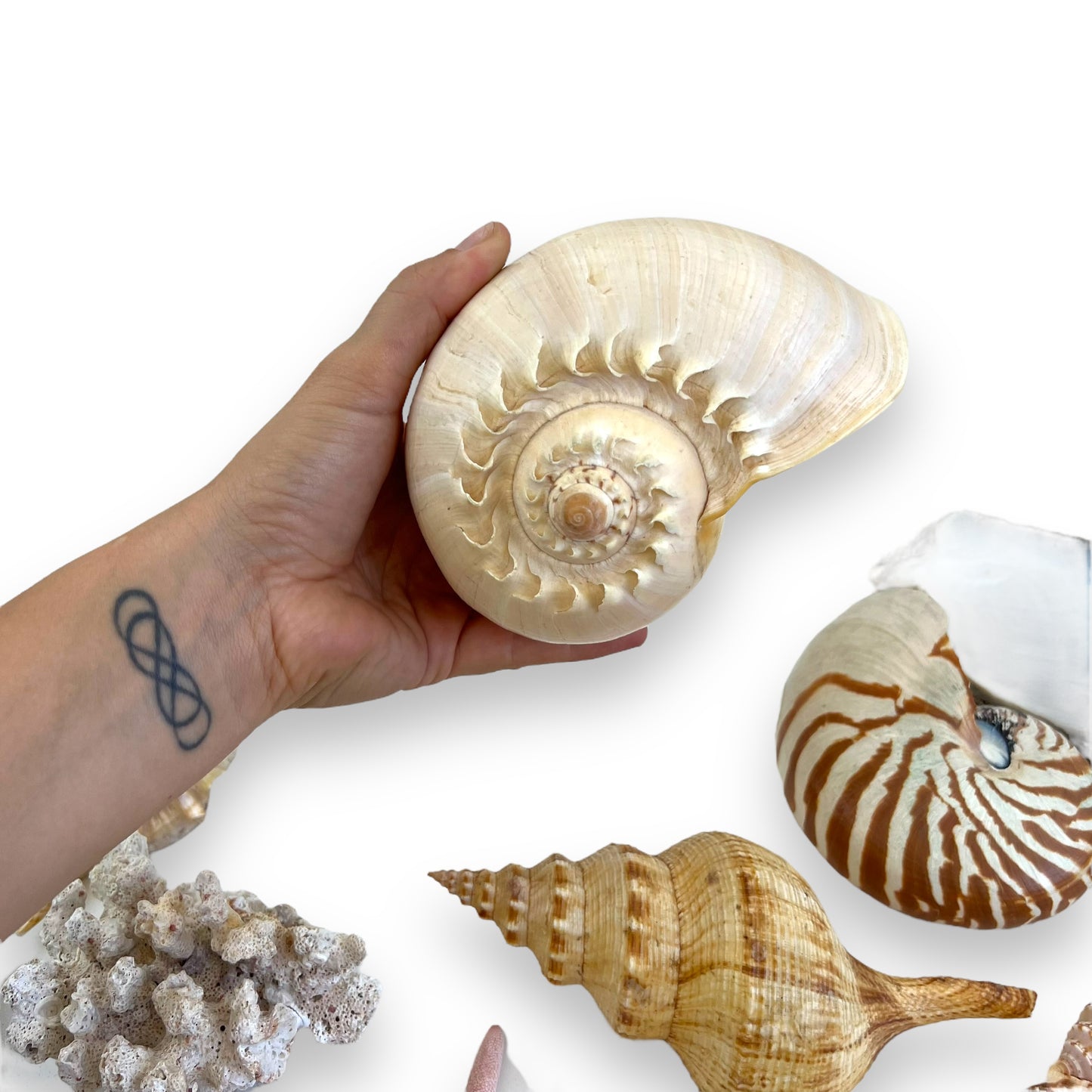 Seashell collection