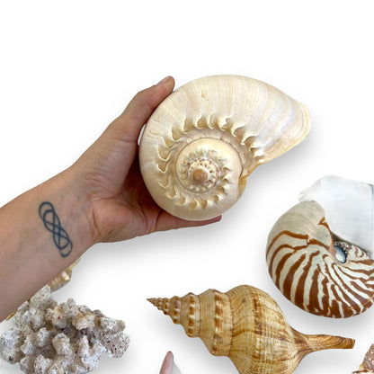 Seashell collection