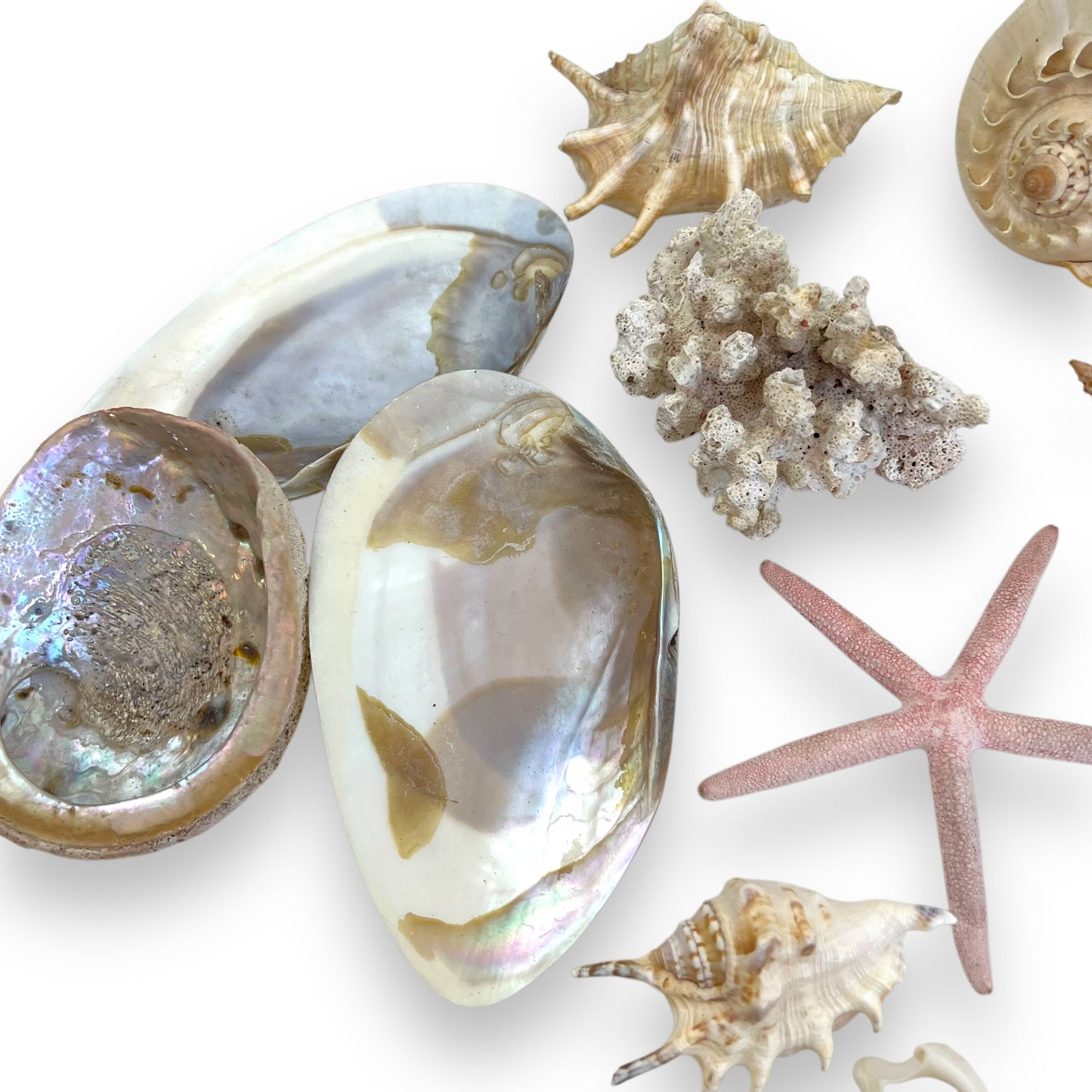 Seashell collection
