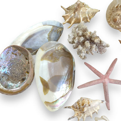 Seashell collection
