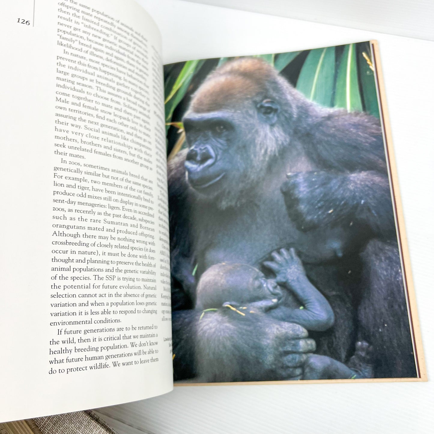 Beige & Grey Hard Cover Book Bundle