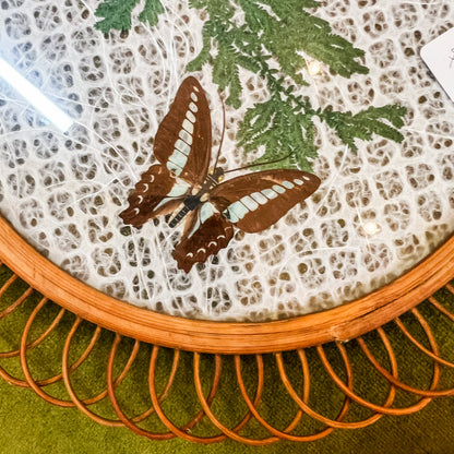 Butterfly Display Plate with Glass Front