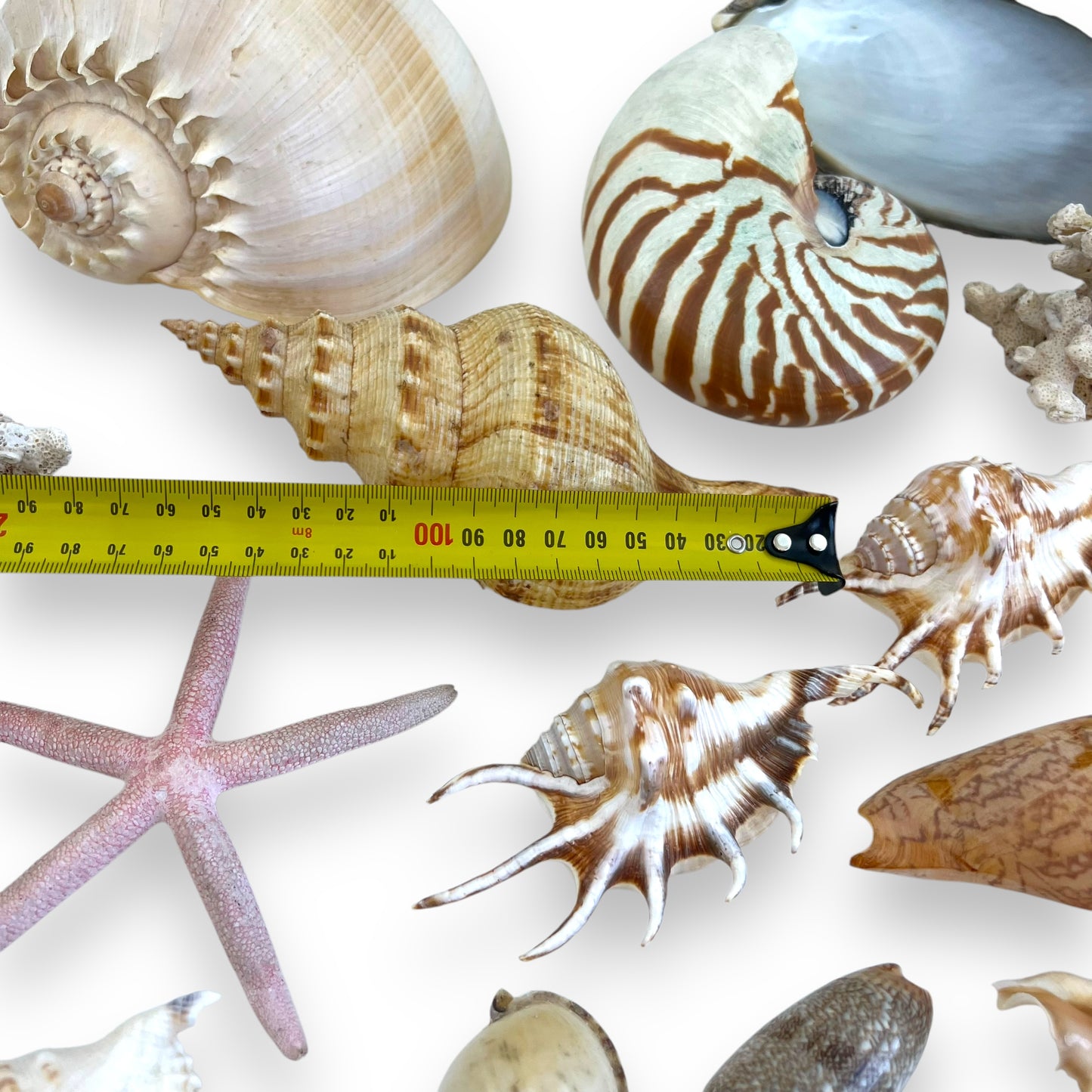 Seashell collection