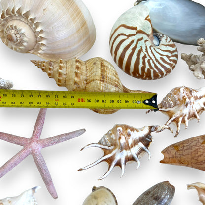 Seashell collection