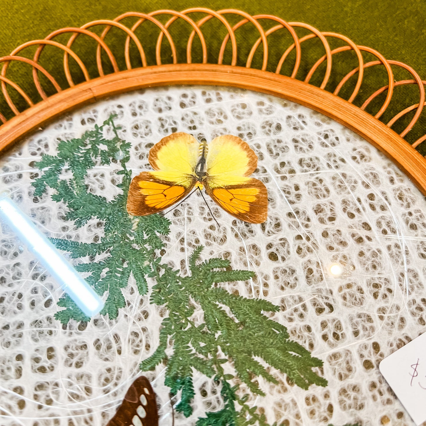 Butterfly Display Plate with Glass Front