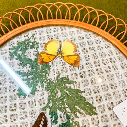 Butterfly Display Plate with Glass Front