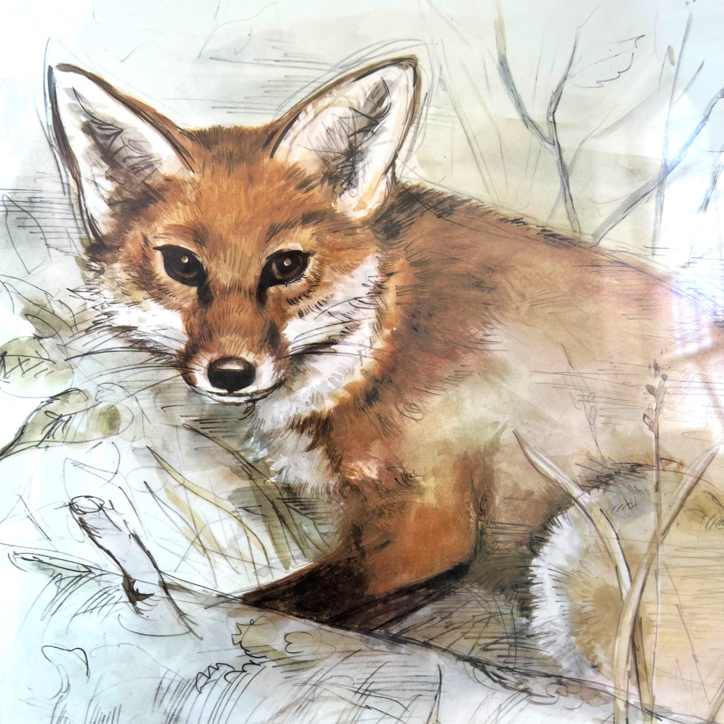 Red Fox framed Print - Woho  79