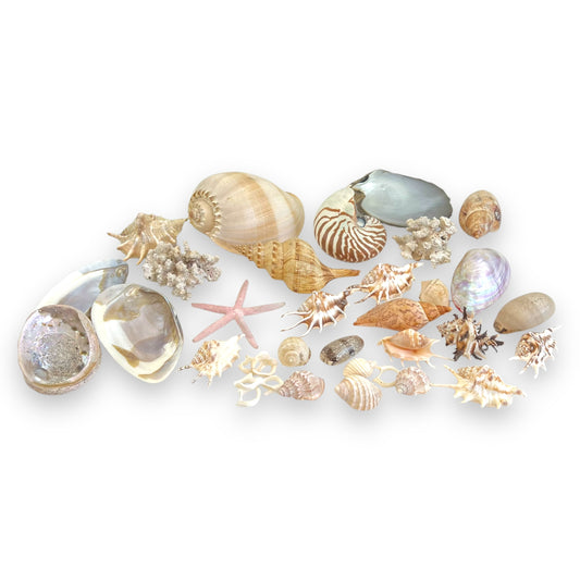 Seashell collection