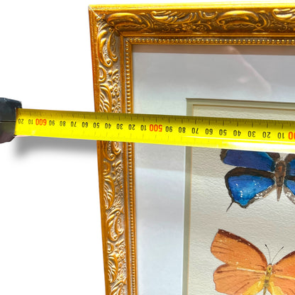 Framed Original Butterfly Watercolour Painting
