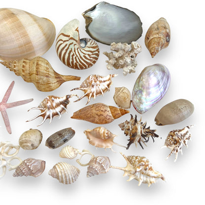 Seashell collection