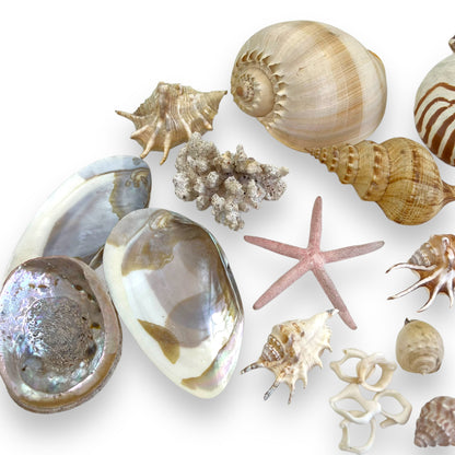 Seashell collection