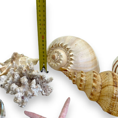 Seashell collection
