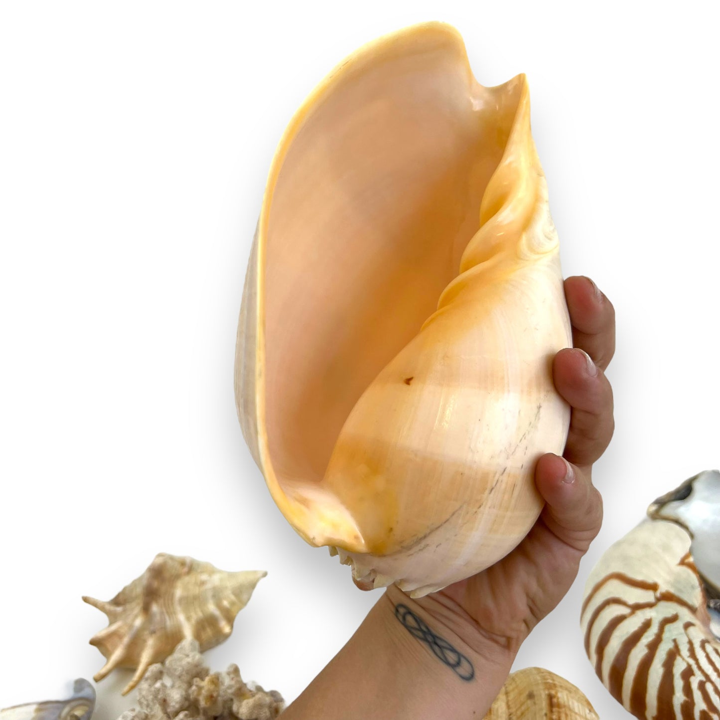 Seashell collection