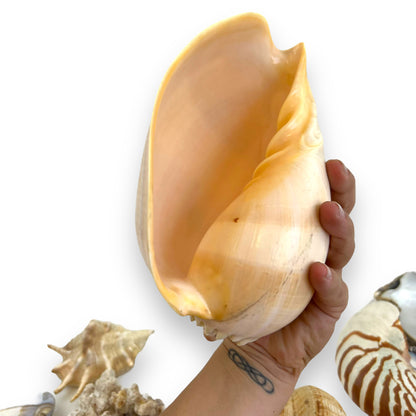 Seashell collection