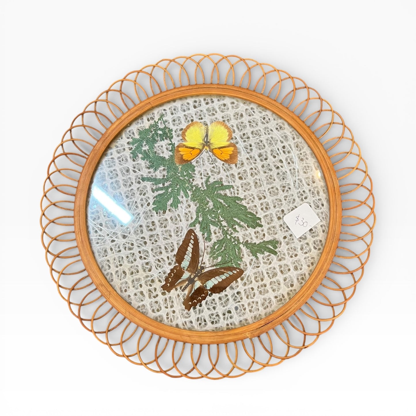 Butterfly Display Plate with Glass Front