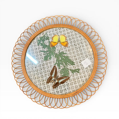 Butterfly Display Plate with Glass Front