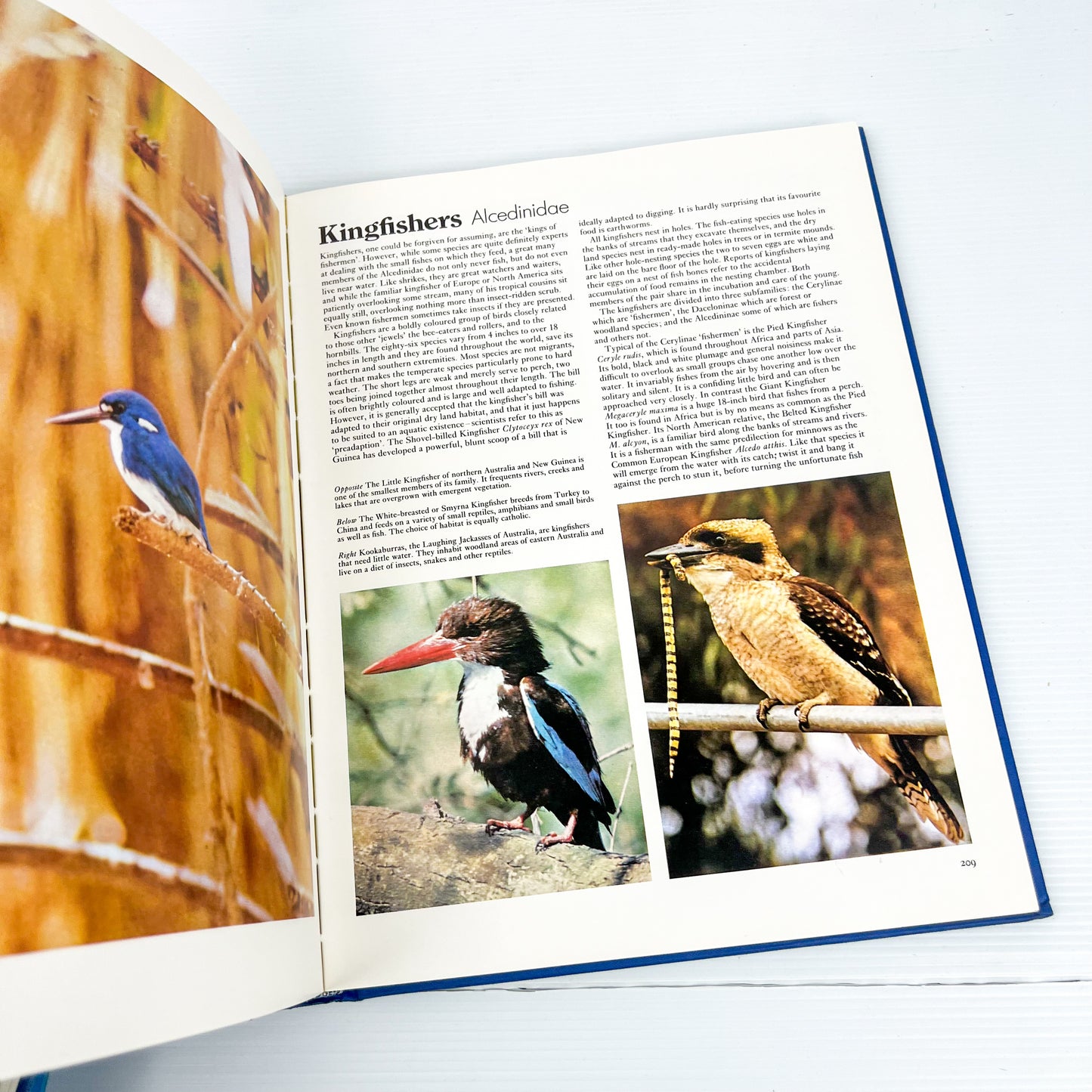 Blue Hard Cover Book Bundle