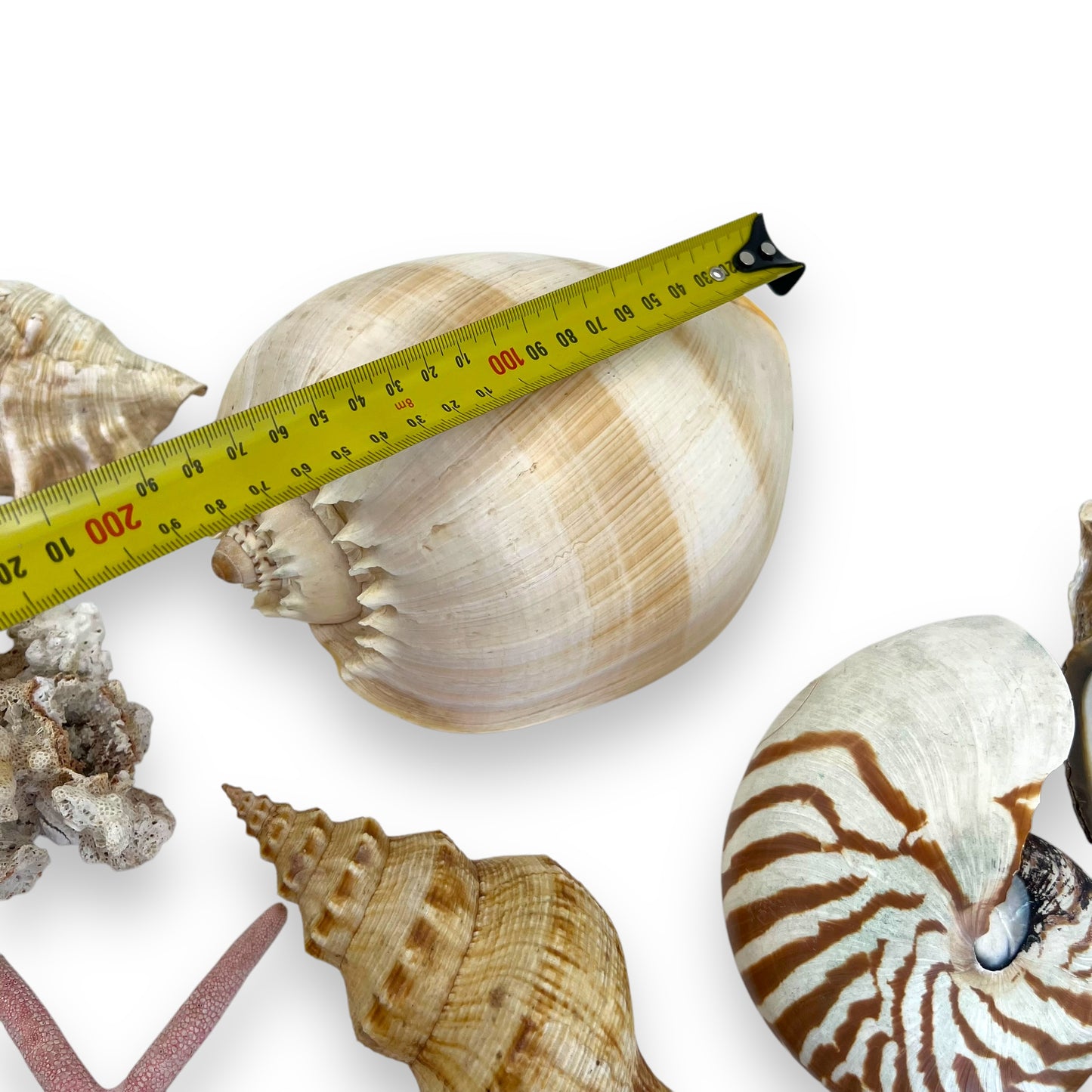 Seashell collection