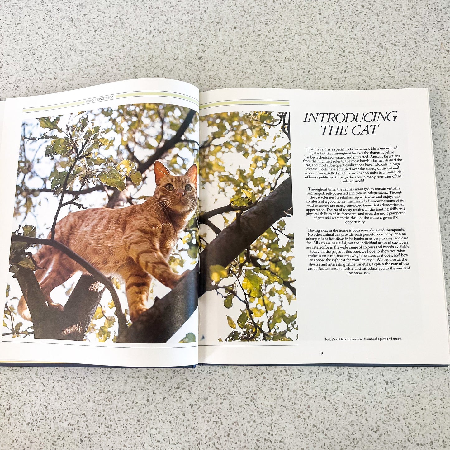 The complete guide to the cat hard cover book - Angela Sayer