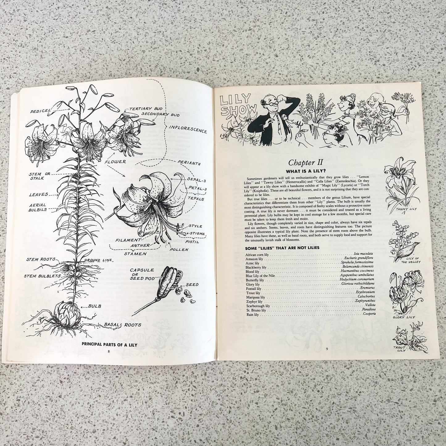 Let’s grow lilies soft book pamphlet handbook. The North American Lily Society 1984 USA