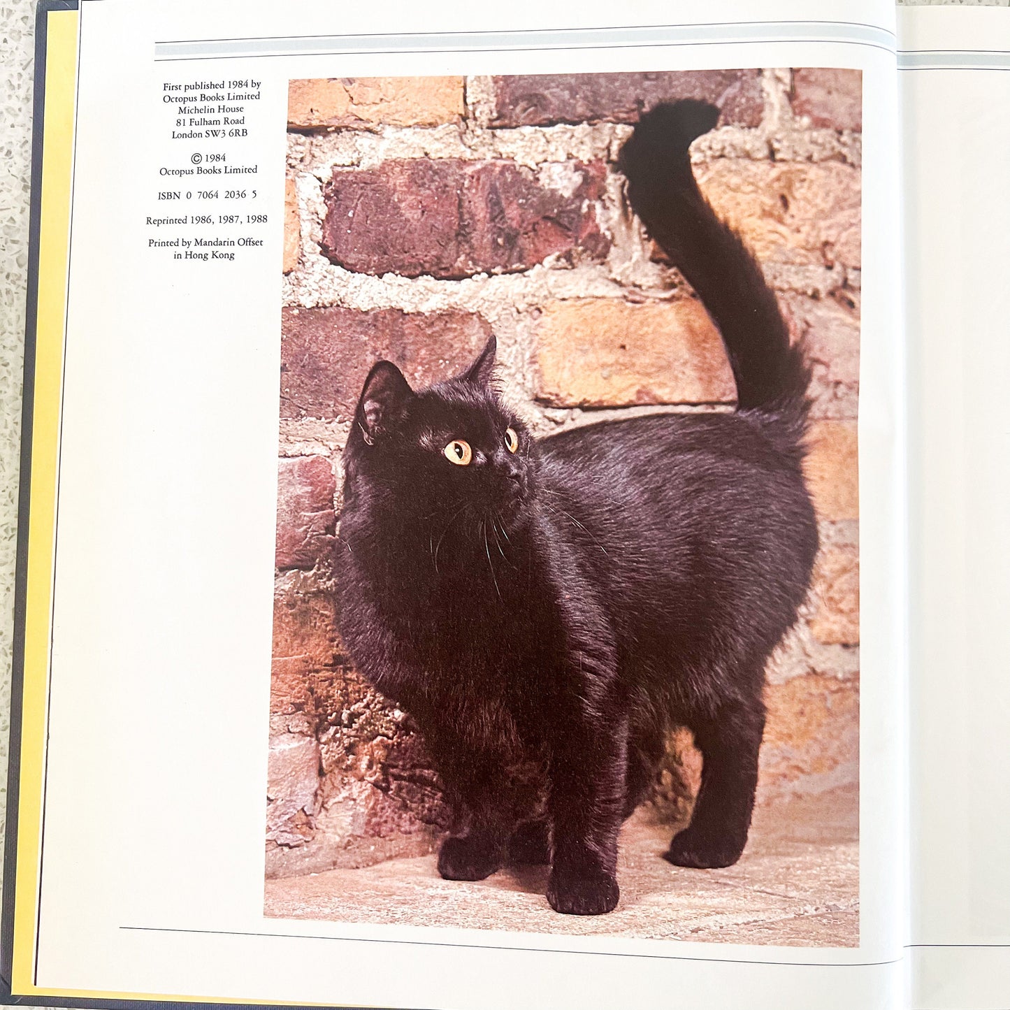 The complete guide to the cat hard cover book - Angela Sayer