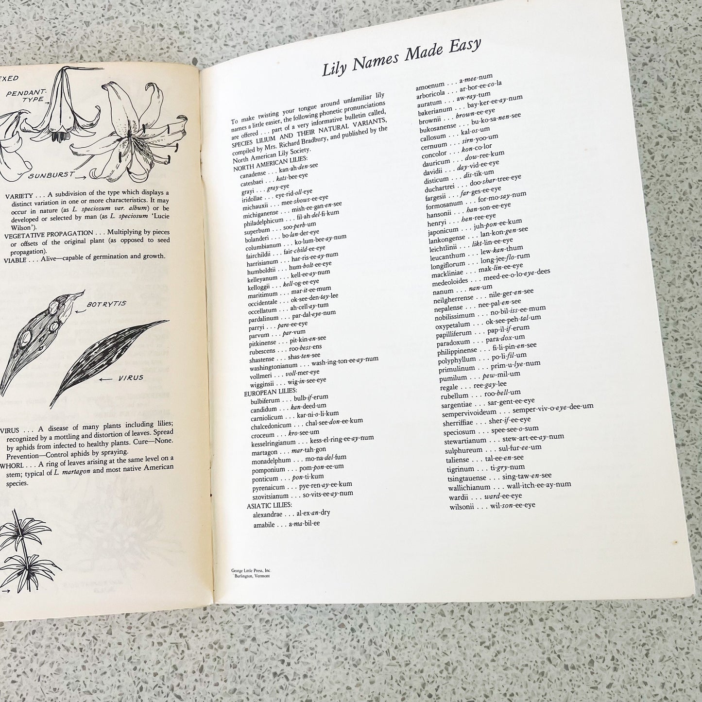 Let’s grow lilies soft book pamphlet handbook. The North American Lily Society 1984 USA